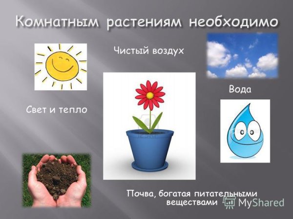 Растению для жизни необходимы
