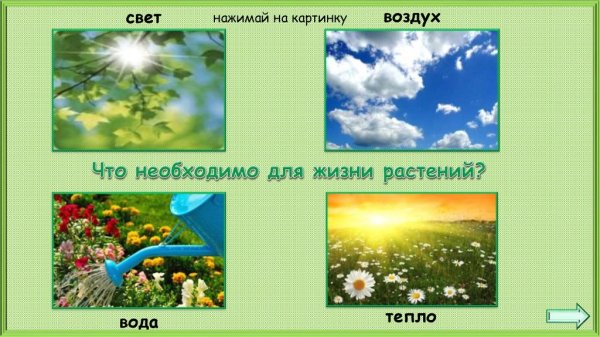 Что необходимо растению для жизни