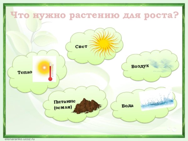 Условия жизни растений