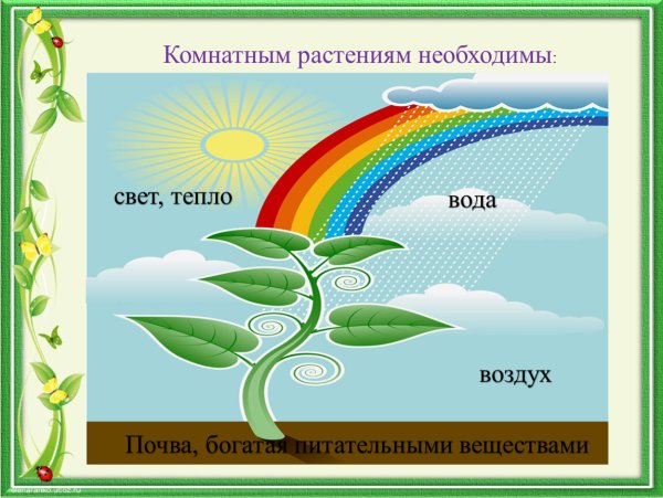 Комнатным растениям необходимы свет вода воздух
