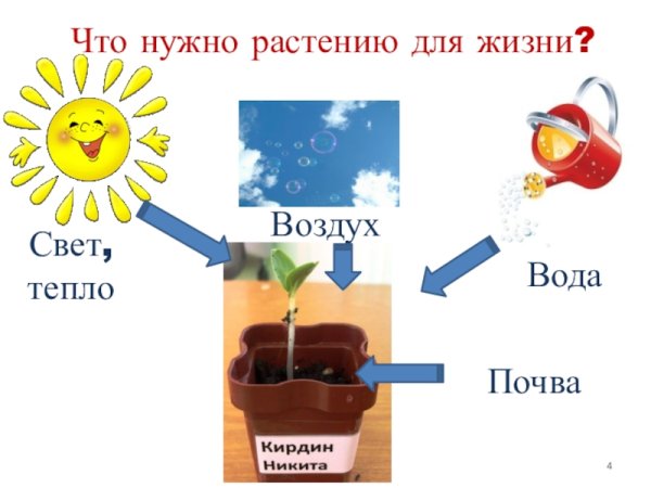 Что необходимо растению для жизни