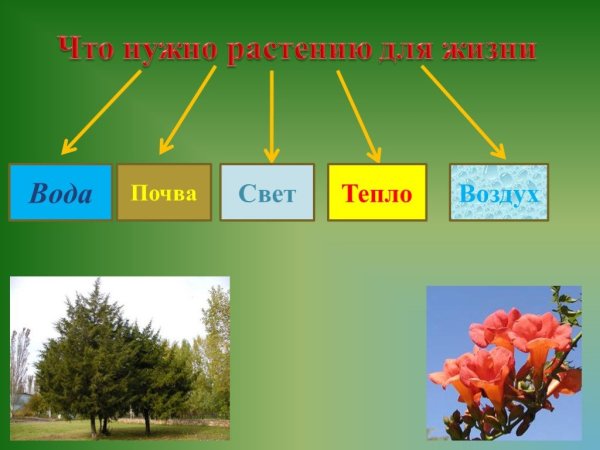 Вода почва свет тепло