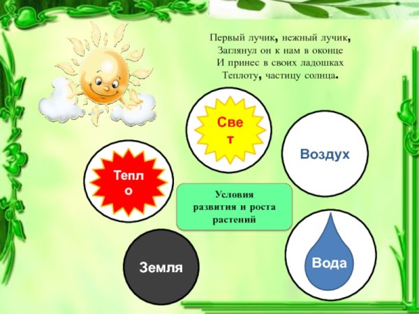 Условия роста растений для дошкольников