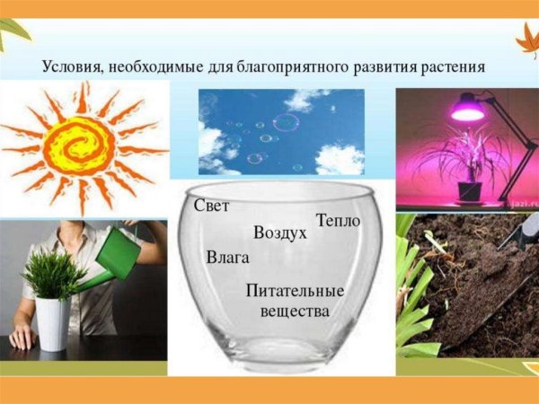 Условия роста и развития растений
