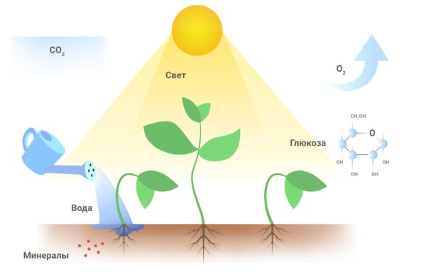 Баннер с изображением природы