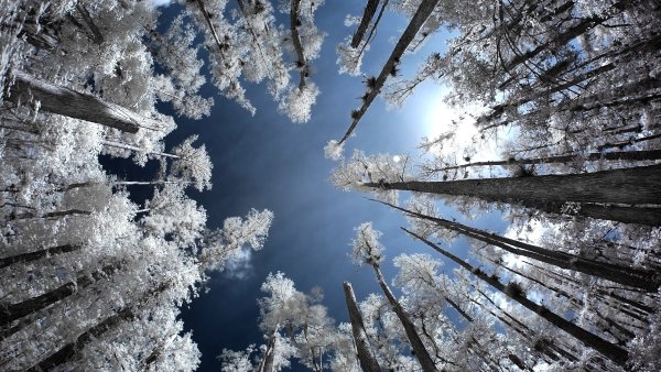 Зимний лес вид снизу