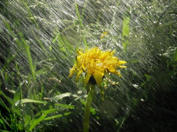 Дождик и солнце