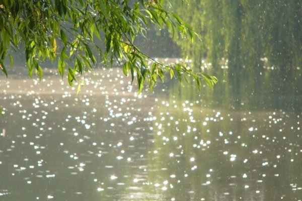 Дождливое лето