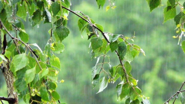 Береза после дождя