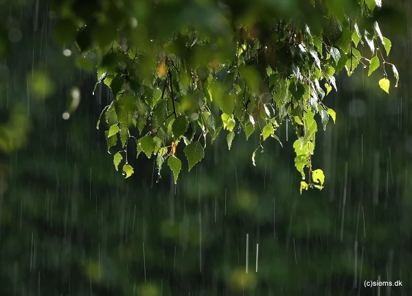 Дождь весной