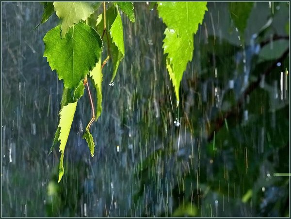 Береза за окном