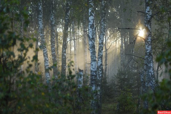 Лес после дождя