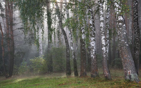 Весна первые листочки