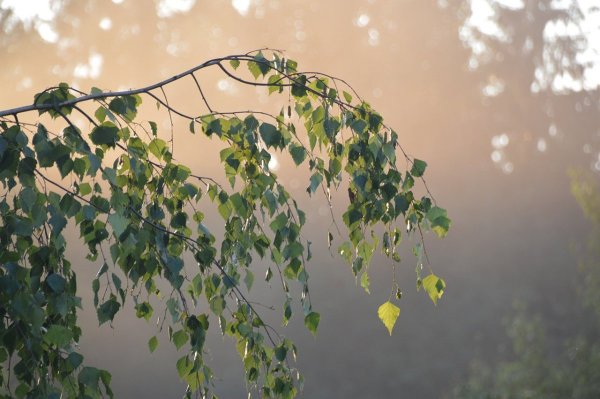 Берёзовая роща, солнце Луч