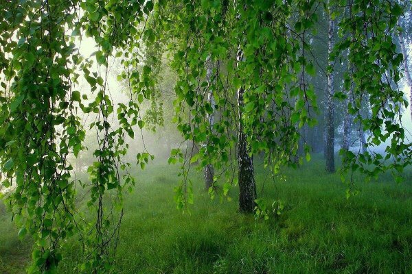 Утро в березовой роще