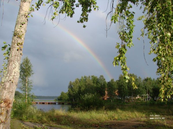 Осенняя ветка березы