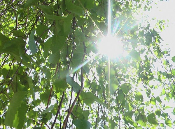 Утро в лесу