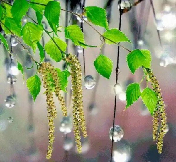 Деревья после дождя