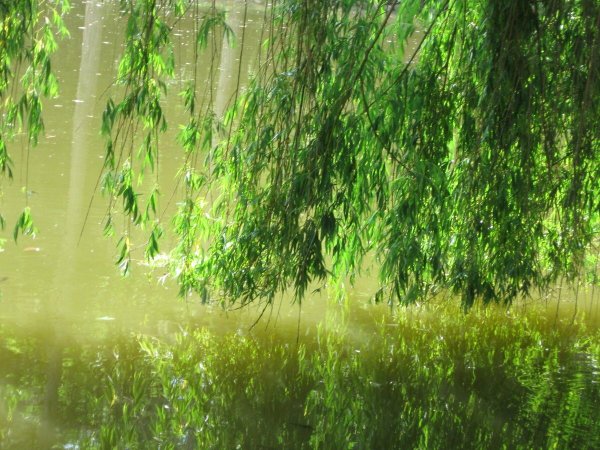 Береза над водой