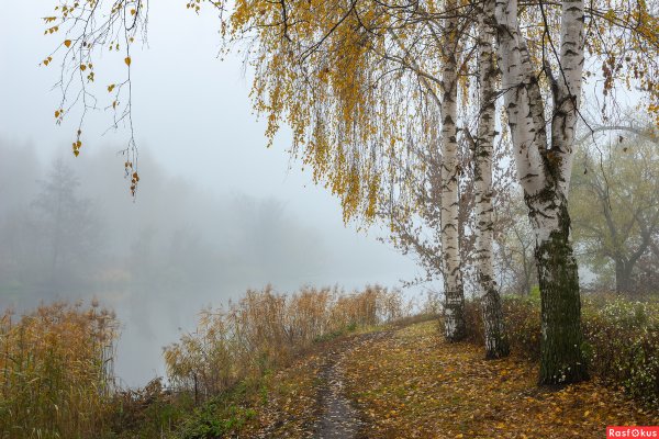 Березы листва шумит