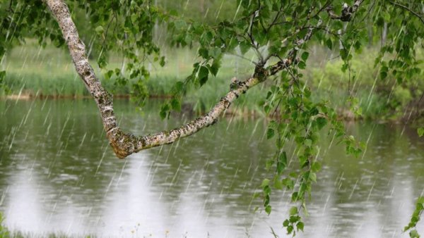 Весенний лес