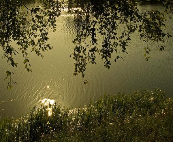 Белая береза и кудрявый клен