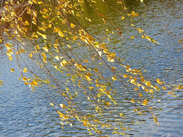 Красота деревенской природы после дождя