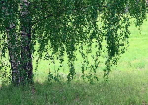 Березы в тумане