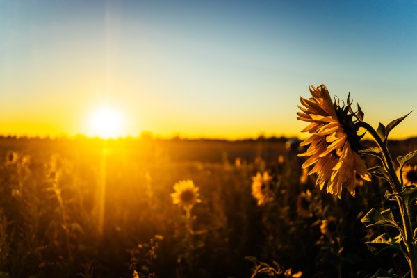 Солнышко Эстетика