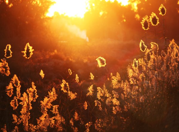 Солнечный цвет Эстетика