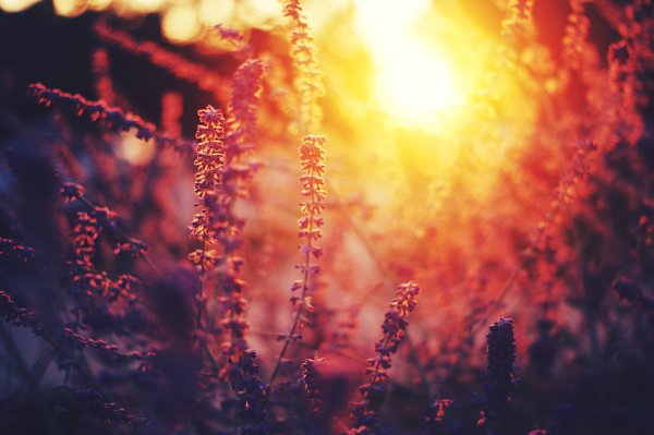 Красивые одуванчики