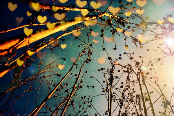 Солнечный блик в ветвях