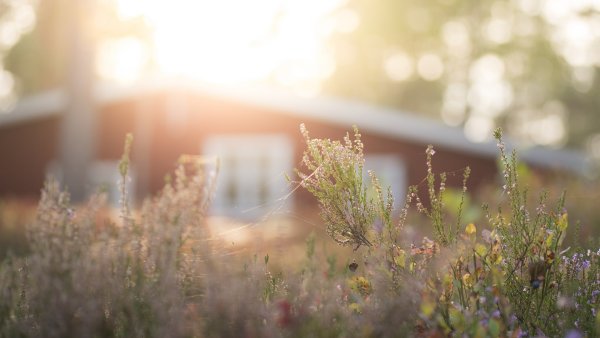 Блики солнца природа