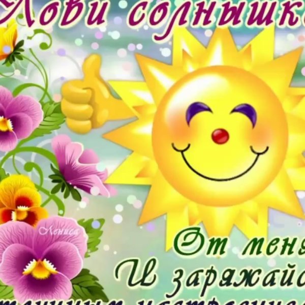 Котик на солнышке