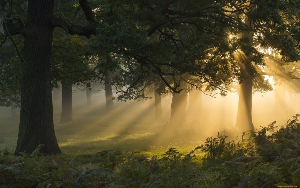 "Солнце в лесу"