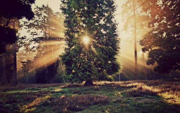 Солнечный пейзаж