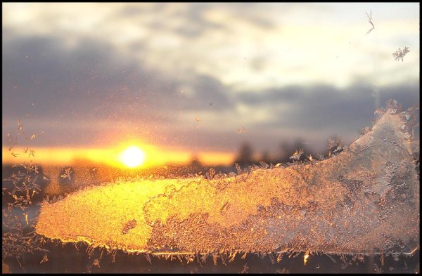 Лес с солнцем в объектив
