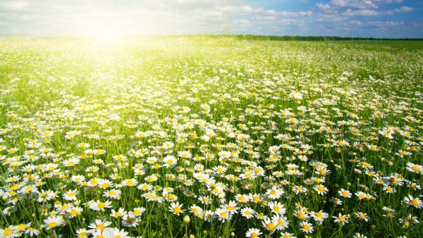 Ромашковое поле Каменск Уральский