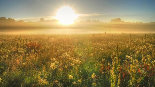 Бежин луг поле