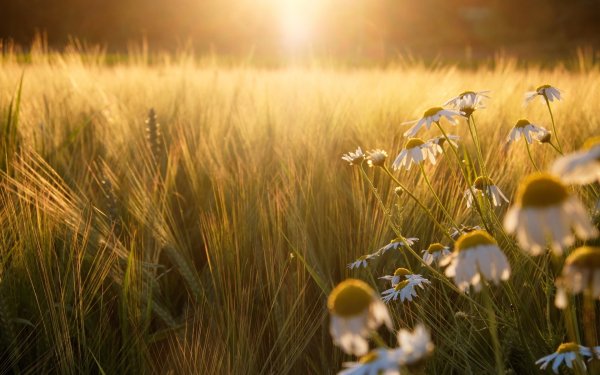 Природа солнце