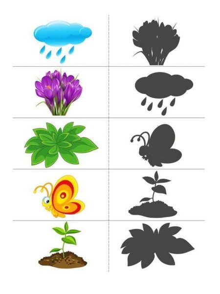 Растения и их тени
