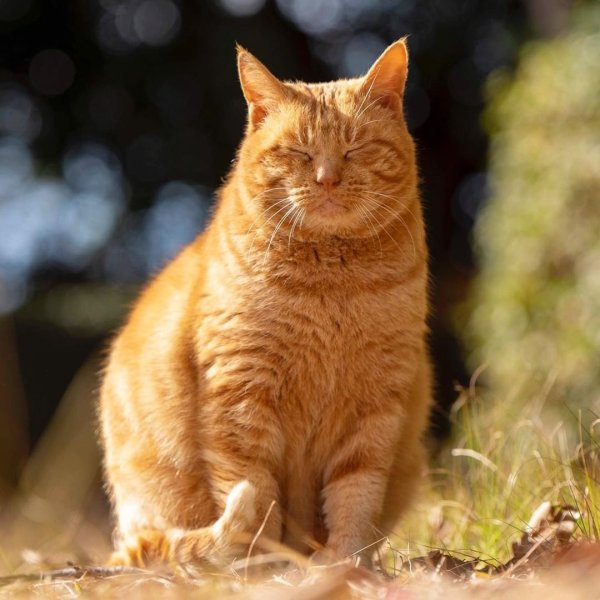 Солнечный кот