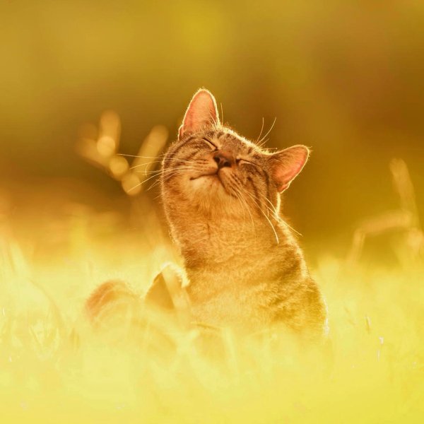 Кот на солнце