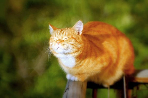 Котик на солнышке