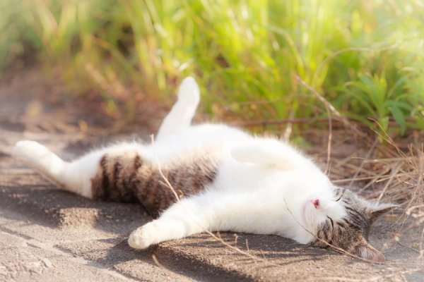 Кошка греется на солнышке