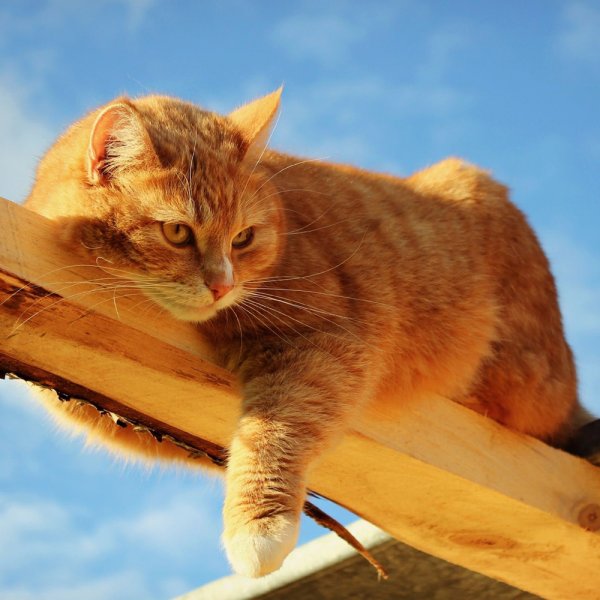 Солнечная кошка