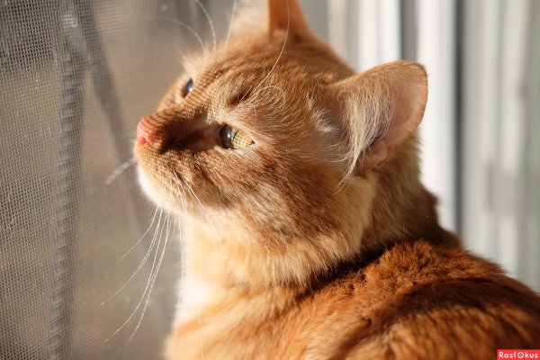 Солнечный рыжий кот