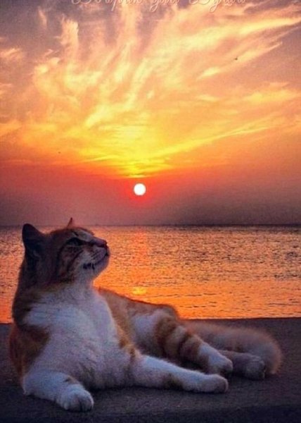 Котик на закате