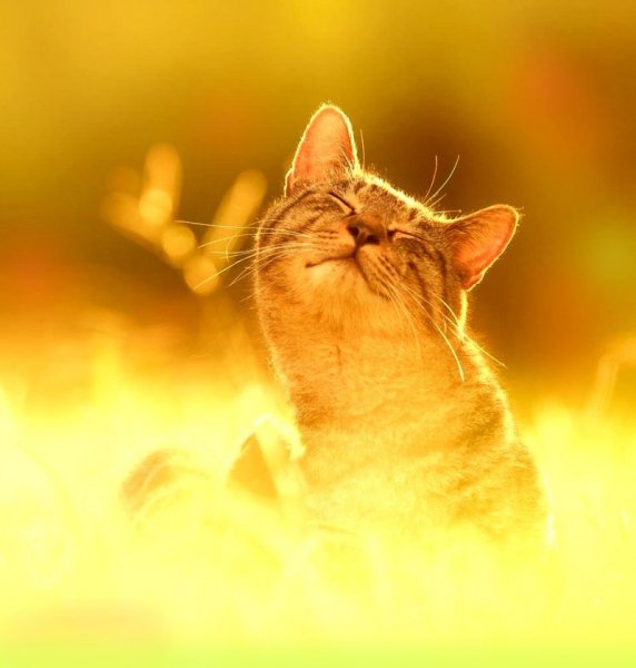 Котик на солнце