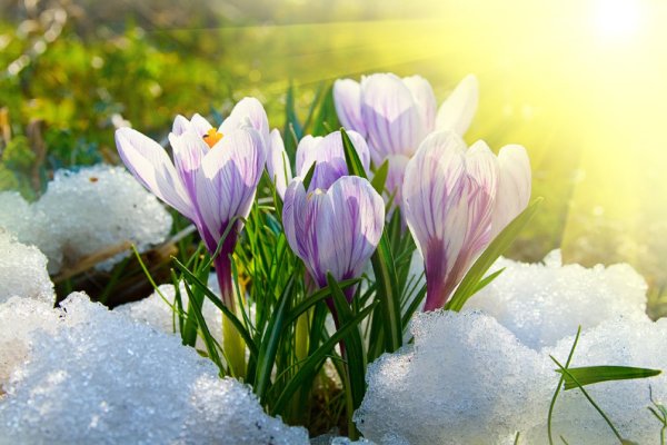 Подснежники снег солнце